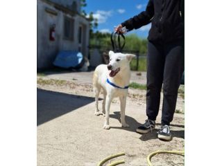 Sono prontissimo per essere il tuo cane di famiglia,chiama zia Lu e arrivooooo