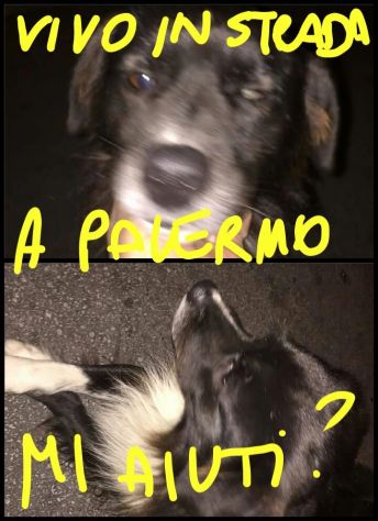 Cagnolino in pericolo