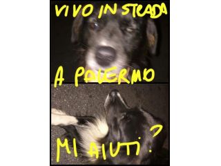 Cagnolino in pericolo