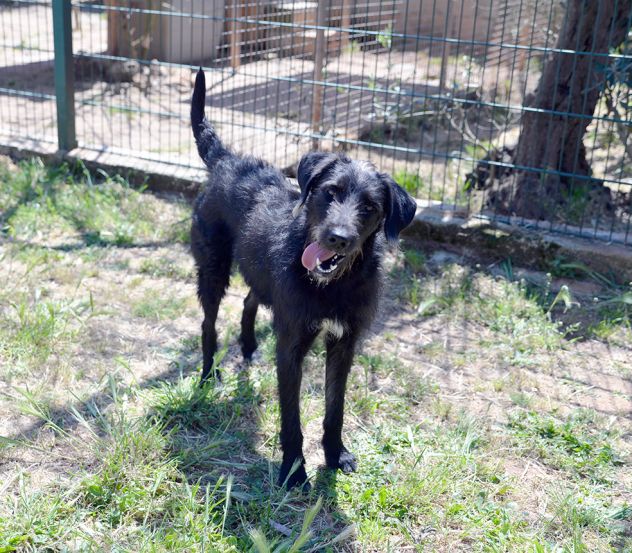 Jerry dolcissimo spinone in adozione - Foto 5