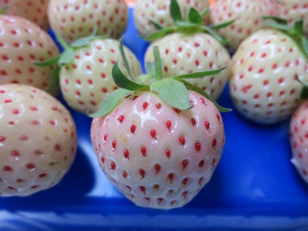 FRAGOLA BIANCA ANANAS - Foto 3