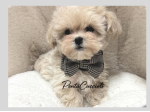 MALTIPOO - MALTIPO CUCCIOLI ALBICOCCA - pag in 12 mesi