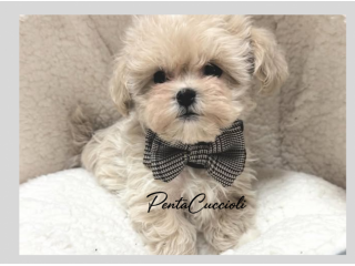 MALTIPOO - MALTIPO CUCCIOLI ALBICOCCA - pag in 12 mesi