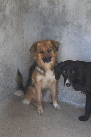 FRECCIA 4 ANNI 12 kg circa - Foto 8