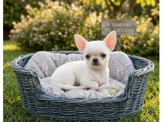 CHIHUAHUA TOY CUCCIOLI - pagamento agevolato fino a 12 mesi