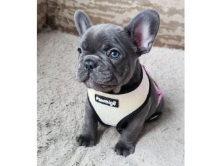 BOULEDOGUE FRANCESE - BULLDOG FRANCESE BLU cuccioli selezionati