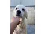 CUCCIOLO MAREMMANO 10 MESI