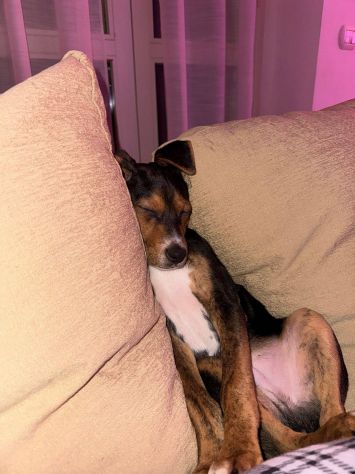 Albert, cucciolo meraviglia - Foto 2