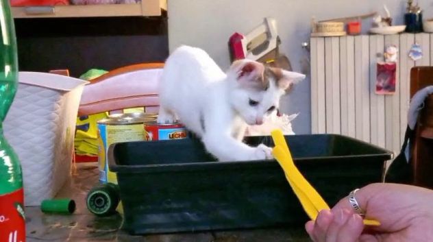 NIKITA, dolce gattina in adozione - Foto 4