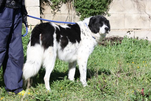 Un tesoro di cane chiuso in una gabbia, dategli una possibilità. - Foto 2