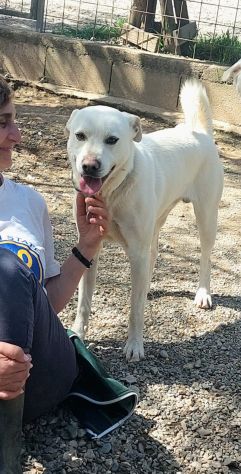 CALI' CAGNOLINO IN ADOZIONE - Foto 4