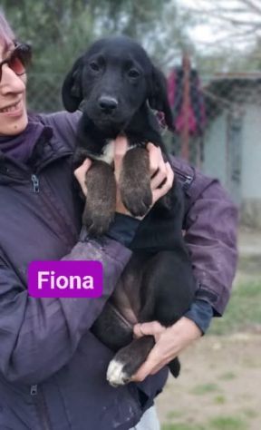 CUCCIOLI IN ADOZIONE