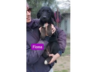 CUCCIOLI IN ADOZIONE