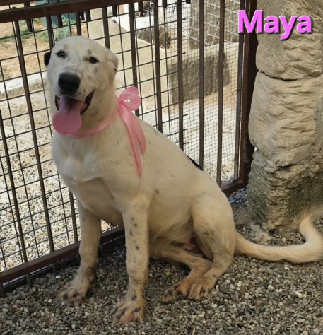 MAYA - Foto 4