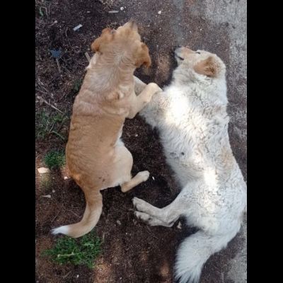 RED E MACNO CERCANO CASA, CANI IN ADOZIONE
