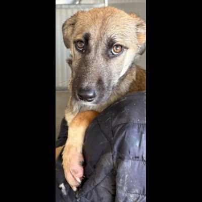 LUCY ADORABILE CUCCIOLA IN ADOZIONE TAGLIA MEDIA - Foto 4