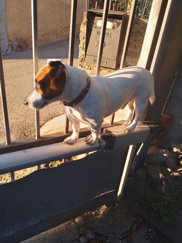 cuccioli jack russel russell terrier - Foto 8