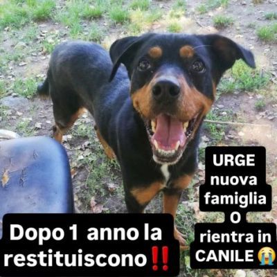 CORA CAGNOLINA IN ADOZIONE - Foto 5