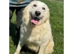 SUSY MERAVIGLIOSA E SOCIEVOLE CANE IN ADOZIONE
