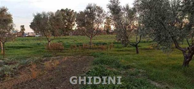 TERRENO AGRICOLO di 1 vani e di 14722 mq (GROSSETO - GORARELLA) rif. 2200.332M - Foto 4