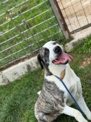 MAX CERCA ATTENZIONE, CHIEDE AMORE, CANE IN ADOZIONE TG MEDIA - Foto 4