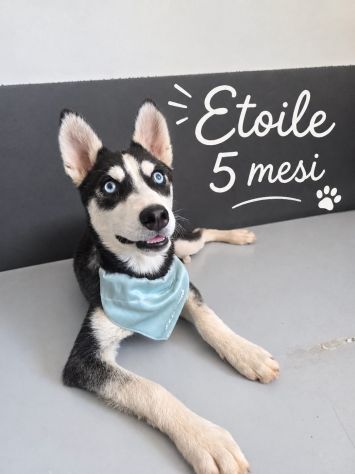 Simil husky in adozione