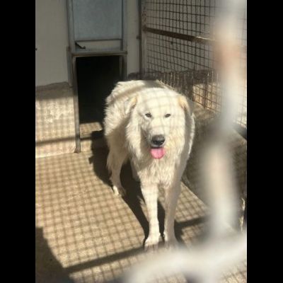 OWEL SALVATELO DAL CANILE ETERNO CANE IN ADOZIONE - Foto 7