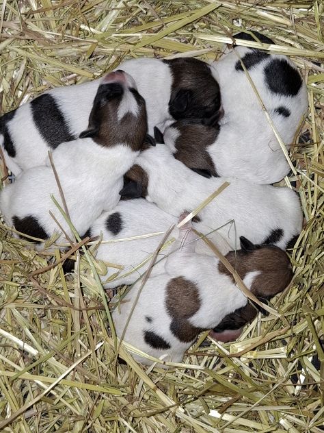 Cuccioli jack russel terrier - Foto 2