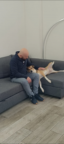 Dog Sitter - Foto 2