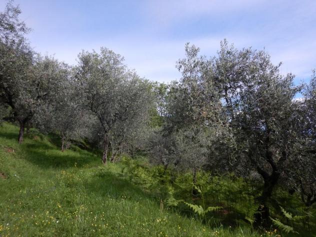 Terreno agricolo in vendita a Ruota - Capannori 1500 mq Rif: 1258452 - Foto 7