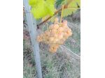 Uva bianca ( cortese) uva nera ( barbera e dolcetto) anche piccole quantità