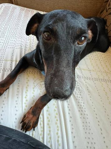 Aura simil pinscher taglia piccola 9 kg