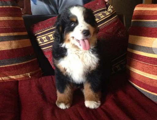 Bovaro del Bernese Cucciole