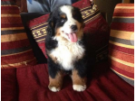 Bovaro del Bernese Cucciole