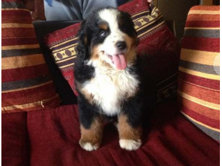 Bovaro del Bernese Cucciole