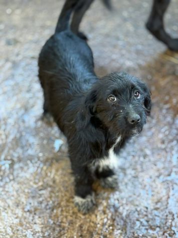 NERA, timida cucciola baffuta TG PICCOLA! - Foto 3