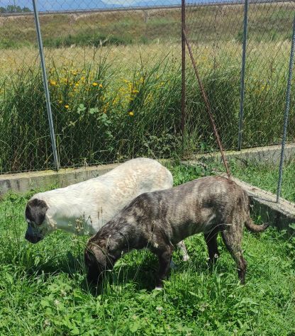 CANE IN ADOZIONE: JAGO nato nel marzo 2022 - Foto 7