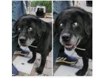 Labrador nero 10anni abituato in casa FINITO IN CANILE!X FAVORE URGE AIUTO!SICIL