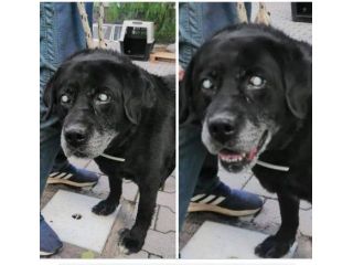 Labrador nero 10anni abituato in casa FINITO IN CANILE!X FAVORE URGE AIUTO!SICIL