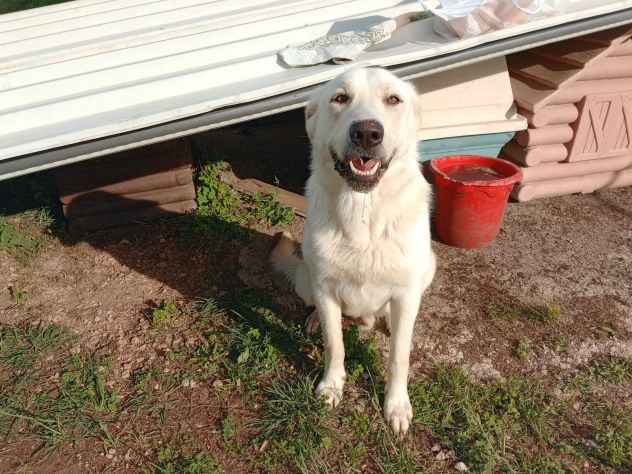 EDO, DOLCE CUCCIOLONE - Foto 8