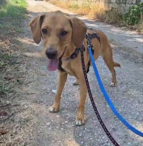 Flocky: 2 anni, taglia contenuta, socievole - Foto 3