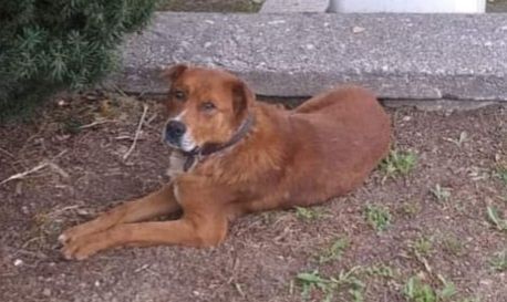 CAGNOLINO IN ADOZIONE - Foto 3