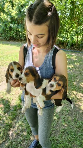 Cuccioli di Beagle - Foto 4
