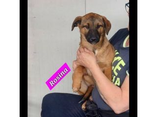 CUCCIOLI IN ADOZIONE