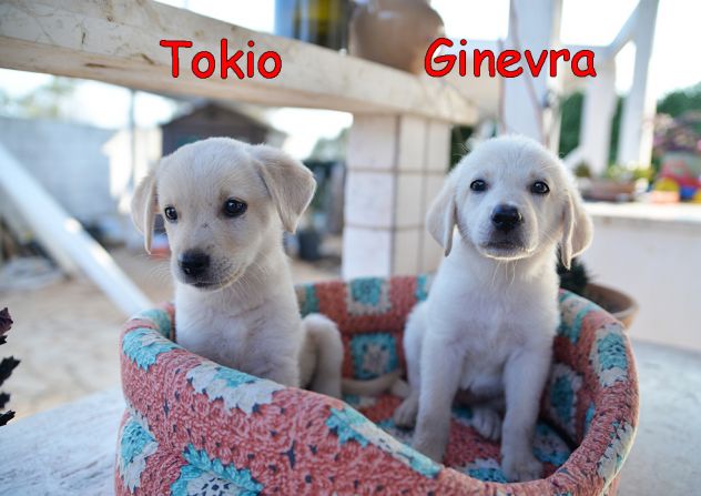 Quattro cuccioli incrocio labrador in adozione - Foto 5