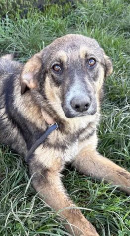 Johnny tenero e bellissimo, cucciolo in adozione - Foto 7