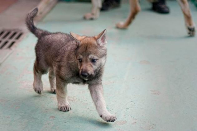Cuccioli di Cane Lupo Cecoslovacco