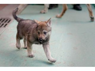Cuccioli di Cane Lupo Cecoslovacco