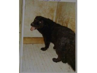 SAM, mix labrador da amare