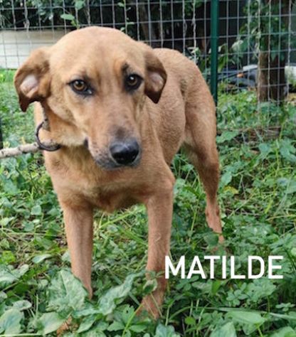 Matilde - Foto 6